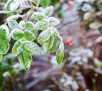 علائم سرمازدگی و تفاوت آن با یخ زدگی