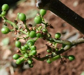 فروت ست چیست