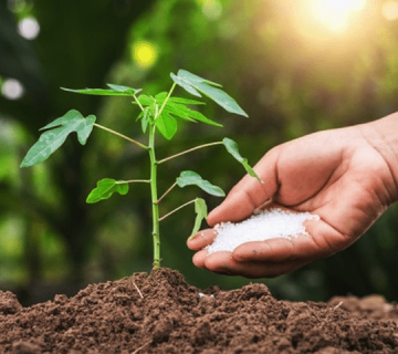 نکات کود دهی به گیاهان آپارتمانی