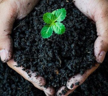اسید هیومیک پودری و مایع
