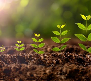 بهترین کود برای رشد سریع درختان