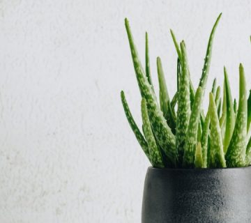 اثر هیومیک اسید بر گیاه آلوئه ورا