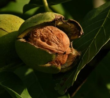 علت ریختن نمک پای درخت گردو