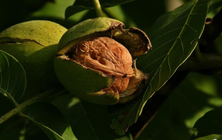 علت ریختن نمک پای درخت گردو