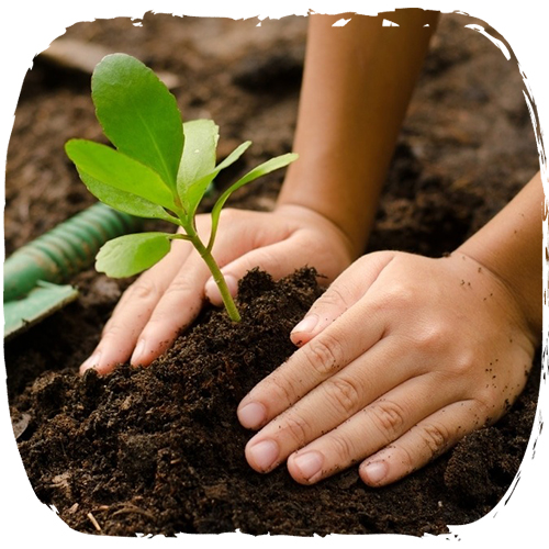 افزایش مقاومت گیاه در هنگام بروز تنش