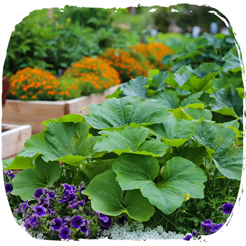 تأثیر آمینو اسید بر روزنه های هوایی گیاهان